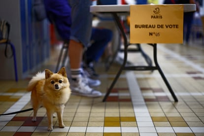 Un perro en un colegio electoral mientras la gente vota en la segunda vuelta de las elecciones parlamentarias anticipadas francesas, en París.