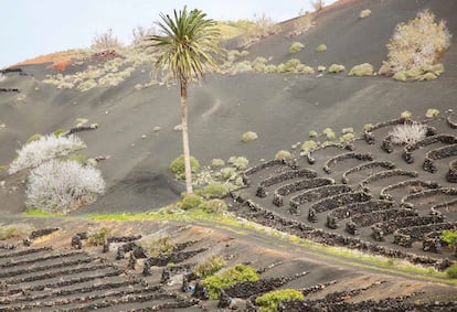 En los viñedos de La Geria (Lanzarote) pequeños muros de piedra volcánica en forma de medialuna protegen cada vid de los vientos secos. Es una de las rarezas que encierra 'Atlas de los vinos insólitos', de Pierrick Bourgault (Editorial Jonglez). 