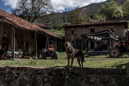 A dog bricks on one of the farm of Oseja de Sajambre, in León, this Thursday. 