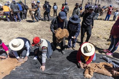 Pobladores de San Pedro de Pilas limpian el pelaje de las vicuñas trasquiladas. 