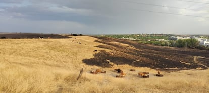 Unas vacas duermen sobre el terreno al día siguiente del incendio de Tres Cantos, el miércoles.