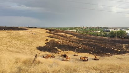 Unas vacas duermen sobre el terreno al día siguiente del incendio de Tres Cantos, el miércoles.