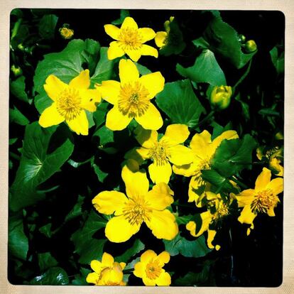 Calta o hierba centella, 'Caltha palustris', es una planta acuática del borde del agua, 3 de abril.