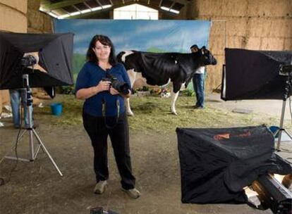 La artista Sylvie Gouin retratando vacas en la unidad de transferencias embrionarias de Bos.