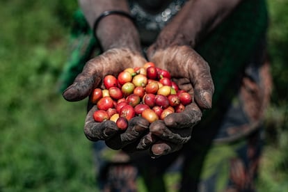 Retrato de café en manos del agricultor en la finca Katale, en el territorio de Rutshuru, provincia de Kivu Norte, República Democrática del Congo, el 10 de junio de 2025.