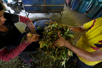 Trabajadores agrícolas procesan hojas de coca en el suroeste de Colombia, el 13 de agosto de 2024.