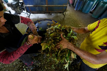 Trabajadores agrícolas procesan hojas de coca en el suroeste de Colombia, el 13 de agosto 2024.