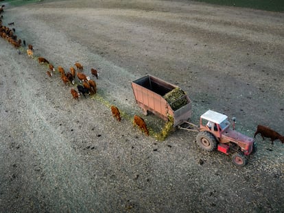 Vacas son alimentadas en un campo de soya seco, en Correa (Argentina), el 7 de febrero de 2023.