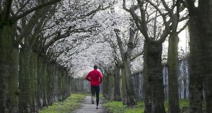 Un hombre hace ejercicio entre cerezos en flor al inicio del invierno en un parque de Berlín (Alemania).