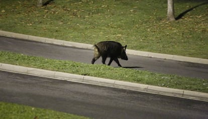 Un senglar creuant el carrer al districte d'Horta-Guinardó.