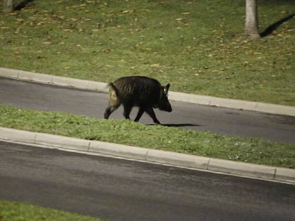 Un senglar creuant el carrer al districte d'Horta-Guinardó.