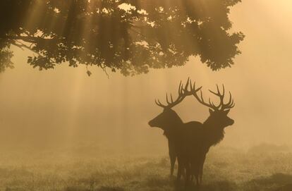 Dos ciervos se ven a través de la niebla de madrugada, en Richmond Park en Londres (Reino Unido).