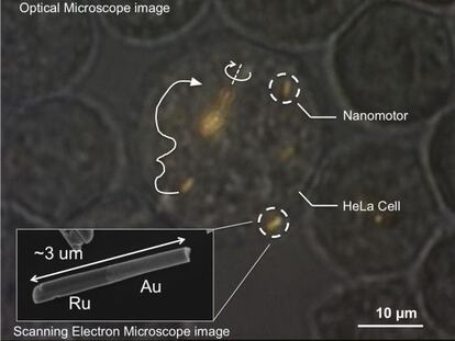 Nanomotores en células.