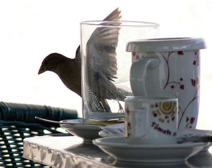 La foto del último sábado de julio fue gallega. Santiago Vergara estaba tomando café en una terra de Tomiño (Pontevedra) y tuvo compañía: "Digamos que hubo un invitado sorpresa".