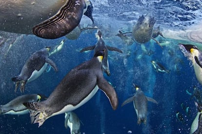 Paul Nicklen, fotógrafo canadiense de National Geographic especializado en las regiones polares, aguardó sumergido en las gélidas aguas del mar de Ross, en la Antártida, hasta que una bandada de pingüinos emperador emergió, envuelta en chorros de burbujas, hasta el único agujero abierto en la superficie helada con peces para sus polluelos. La imagen, ganadora del concurso de fotografía medioambiental Veolia, se exhibe hasta el 3 de marzo, junto con las de otros finalistas, en el National History Museum de Londres. “Traduzco a fotografías lo que dicen los científicos: que con el calentamiento global no solo se funde el hielo de las regiones polares, sino que se pierden ecosistemas enteros; espero que mis fotos ayuden a entender cómo están interconectados”, explica Nicklen (http://paulnicklen.com). / Isidoro Merino