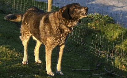 Un perro mastín, en una imagen de archivo.