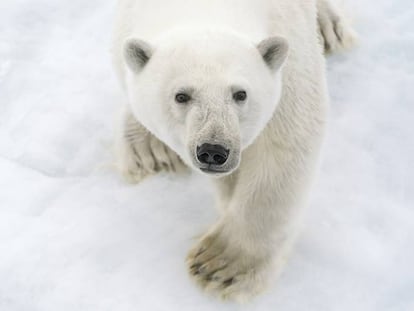 Un oso polar en el Ártico.