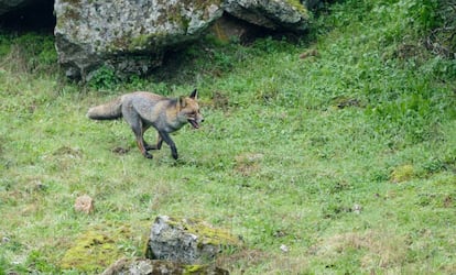 Un zorro al trote, en el enclave natural de Jaén.