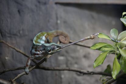 Un camaleón pantera caza un insecto.