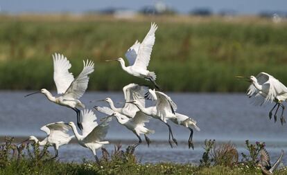 Becplaners (Platalea leucorodia).