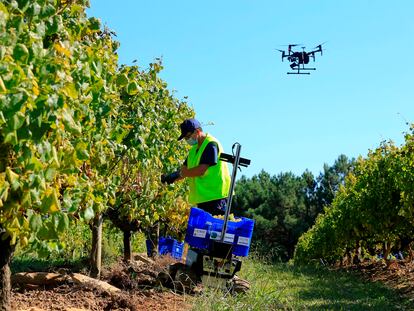 Ensayo del proyecto de robótica, inteligencia artificial y 'big data', con el apoyo de drones, que fue desarrollado en plena vendimia en el viñedo de Terras Gauda.