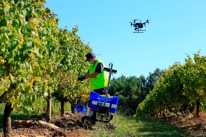 Ensayo del proyecto de robótica, inteligencia artificial y 'big data', con el apoyo de drones, que fue desarrollado en plena vendimia en el viñedo de Terras Gauda.