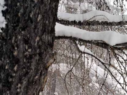Impresionante nevada sobre los Alpes suizos
