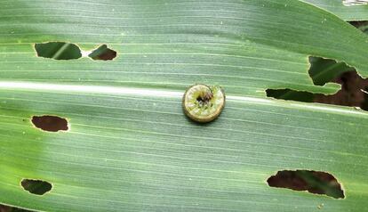 Larva de gusano cogollero.