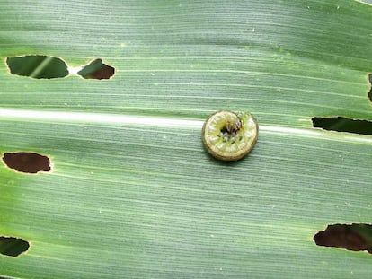 Larva de gusano cogollero.