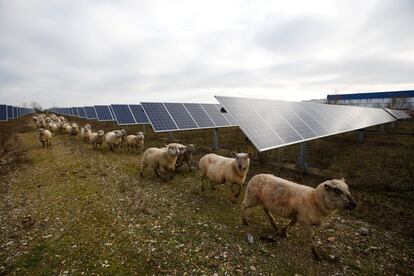 Rebaño de ovejas en una planta de energía fotovoltaica en Allonnes cerca de Le Mans, en Francia.


