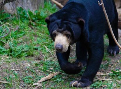 El oso malayo es la especie más pequeña de esta familia de mamíferos