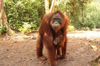  Una hembra y una cría de orangután de Borneo en el Parque Nacional	de Tanjung Puting (Borneo,	
Indonesia). 