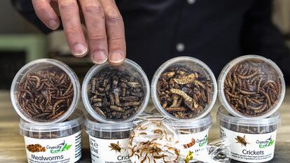 Insectos comestibles en un puesto de venta en el mercado de Ruzafa, en Valencia.