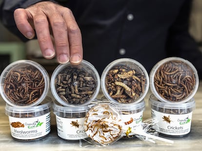 Insectos comestibles en un puesto de venta en el mercado de Ruzafa, en Valencia.