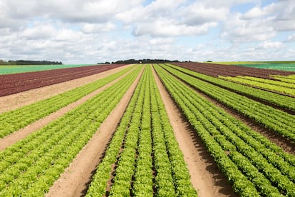 Vista general de un cultivo de lechugas en Inglaterra.