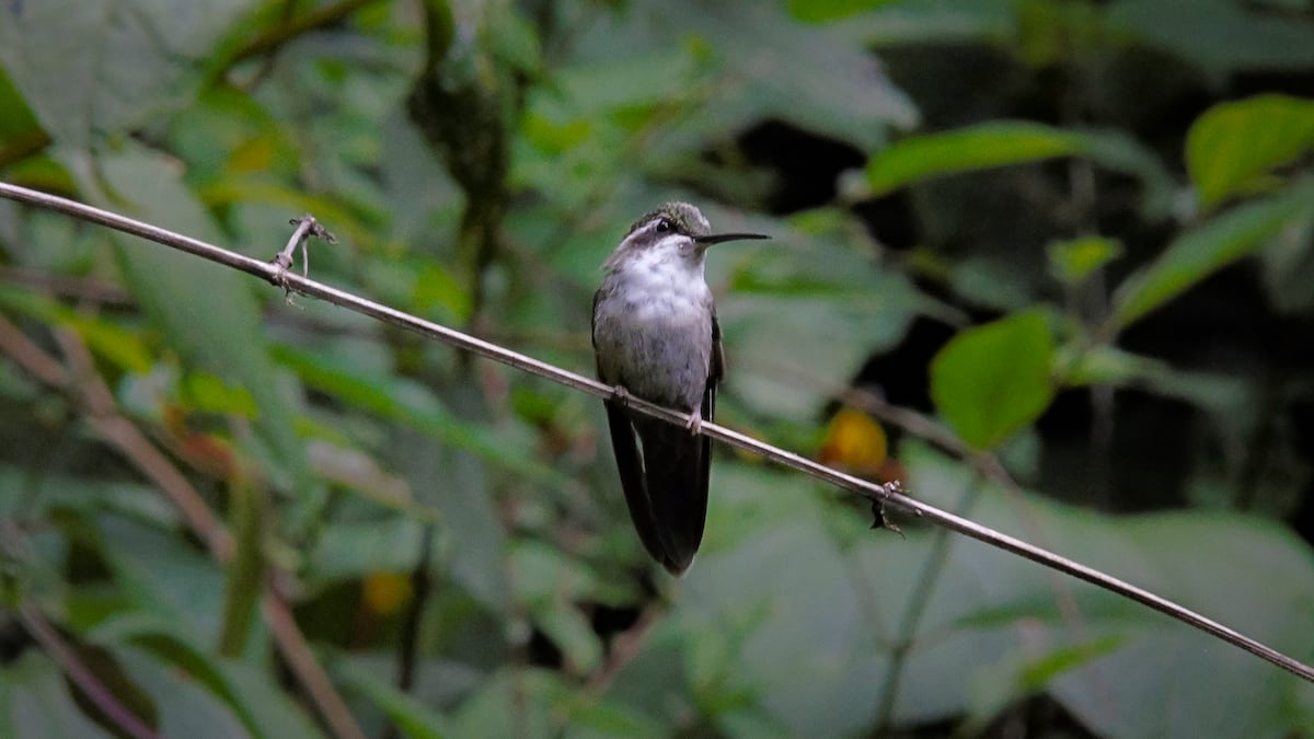 Plumas de colibrí guardan la contaminación de 80 años