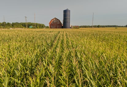 Campos de maíz frente a un silo cerca de Eaton Rapids, en el Estado de Míchigan.