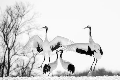 Grullas japonesas. Hokkaido (Japón). Especie en amenaza de extinción.