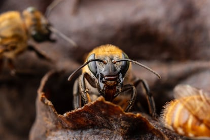 Las abejas sin aguijón son preservadas en los bosques por comunidades indígenas y científicos.
