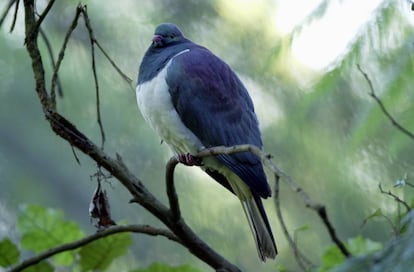 Un ejemplar de kereru o paloma maorí.