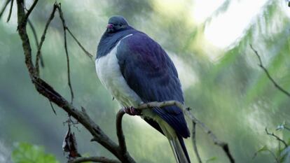 Un ejemplar de kereru o paloma maorí.