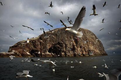 Si se llama Tippi Hedren, como la actriz protagonista de la película Los pájaros, de Alfred Hitchcock, no se compre una pareja de periquitos, pero sobre todo no viaje a Bass Rock, el peñasco que aparece en la foto rodeado por bandadas de alcatraces y gaviotas como los que casi se comen viva a la actriz en el filme. Año tras año, a comienzos de enero, miles de alcatraces atlánticos (Morus bassanus), viajan desde la costa occidental de África hasta Bass Rock, un islote rocoso cerca de Dunbar, al suroeste de Escocia (Reino Unido), para reproducirse. Siempre con la misma pareja, casi siempre en el mismo nido, donde permanecerán cuidando a sus polluelos hasta finales de este mes de octubre, cuando regresan a África para pasar el invierno. En Bass Rock llegan a juntarse más de 150.000 aves, la mayor colonia de alcatraces del mundo. / Isidoro Merino