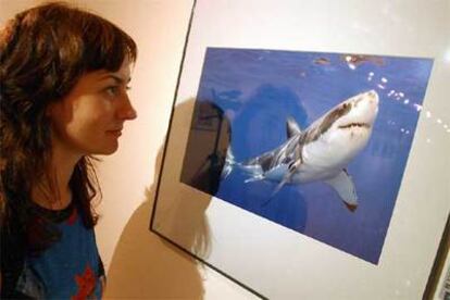 Una joven contempla la fotografía de Douglas David Seifert, en la categoría de especies amenazadas, que se muestra en Bilbao.