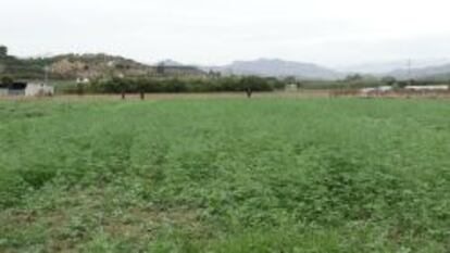 Cultivo en Málaga de cáñamo de Kalapa.