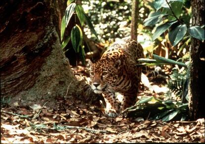 El jaguar amazónico es una de las especies que se pretenden clonar.