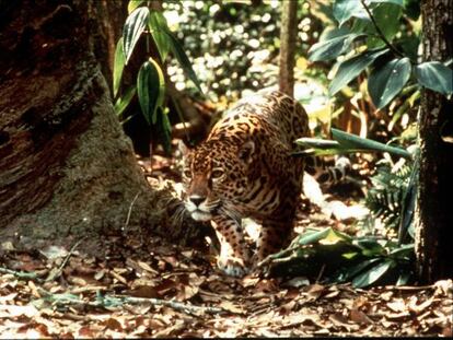 El jaguar amazónico es una de las especies que se pretenden clonar.