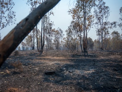 España acumula ya 226.391 hectáreas quemadas por los incendios forestales, un 38% más que en 2025