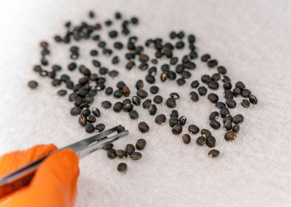 En la selección inicial de semillas, que realiza un trabajador, se detectan posibles malformaciones