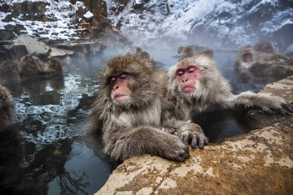 Macacos en las aguas termales del parque de los monos de Jigokudani, en Jap&oacute;n.