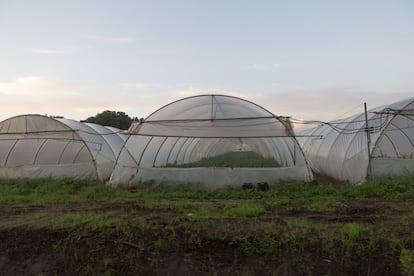 En las zonas rurales de Latina viven alrededor de 15.000 trabajadores indios. En total, se estima que son 30.000 los que hacen labores agrícolas en el campo de las Lagunas Pontinas.